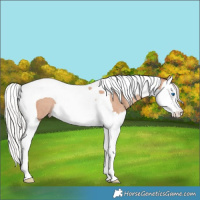 Horse Color:Silver Classic Champagne Splash Tobiano Rabicano 