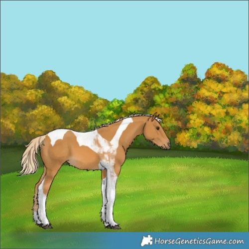 Horse Color:Palomino Tobiano 