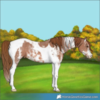 Horse Color:Chestnut Sabino Tobiano 
