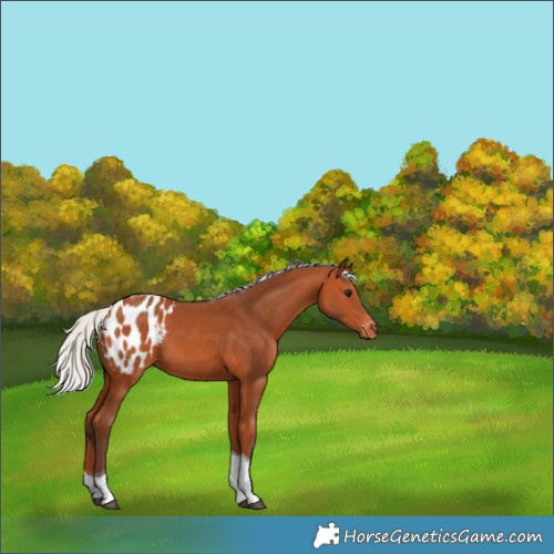 Horse Color:Silver Bay Tobiano Appaloosa 