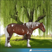 Horse Color:White Spotted Silver Brown Tobiano