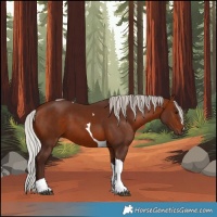 Horse Color:Silver Brown Tobiano 