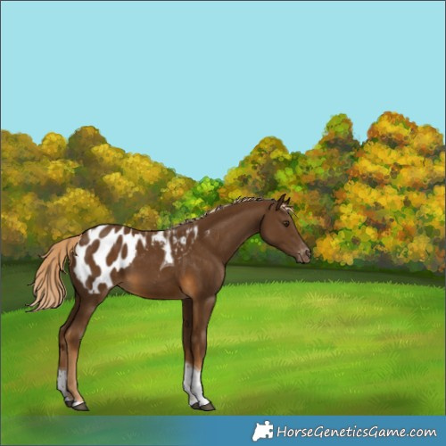 Horse Color:Chocolate Palomino Tobiano Appaloosa 