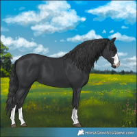Horse Color:Black 