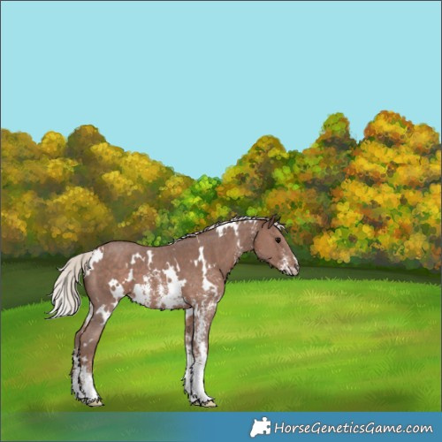 Horse Color:White Spotted Silver Black Sabino 