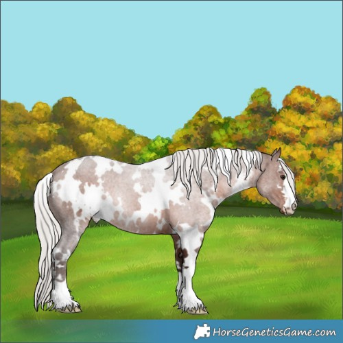 Horse Color:White Spotted Silver Brown 
