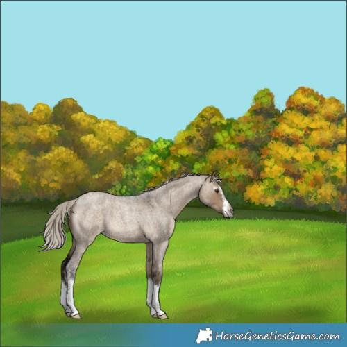 Horse Color:Gray White Spotted Silver Brown Roan Dun 