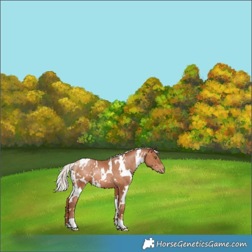 Horse Color:White Spotted Silver Brown Pearl 