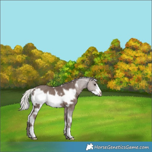 Horse Color:White Spotted Silver Black Frame Rabicano 