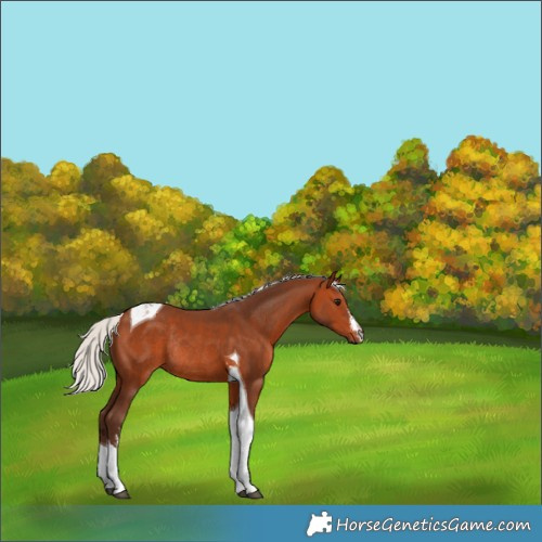 Horse Color:White Spotted Silver Bay Tobiano Rabicano 