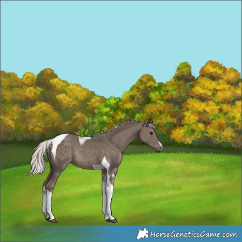 Horse Color:White Spotted Silver Black Tobiano Rabicano 