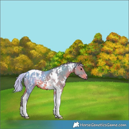 Horse Color:Watercolor White Spotted Silver Black Tobiano 