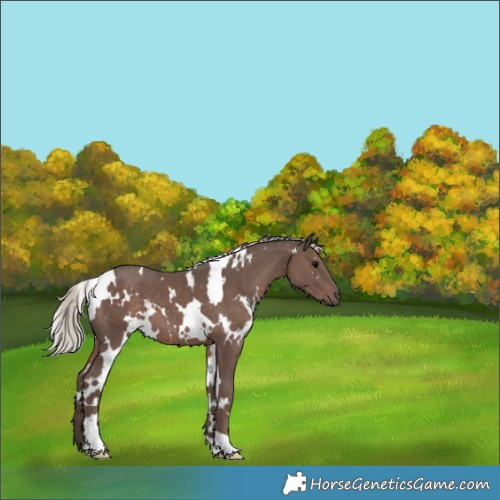 Horse Color:White Spotted Silver Black 