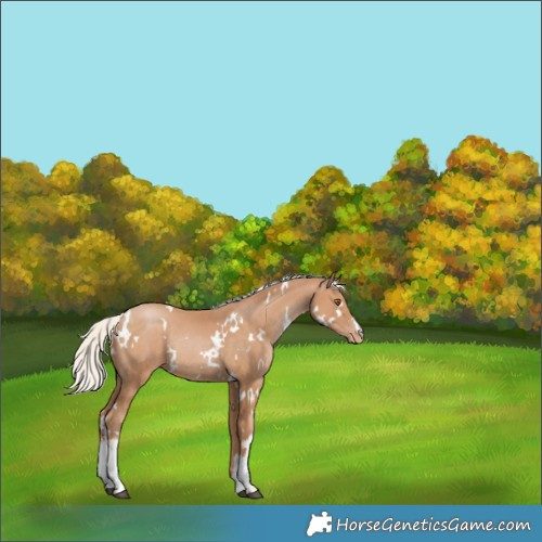 Horse Color:White Spotted Silver Black Pearl Rabicano 