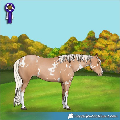 Horse Color:White Spotted Silver Black Pearl Rabicano 