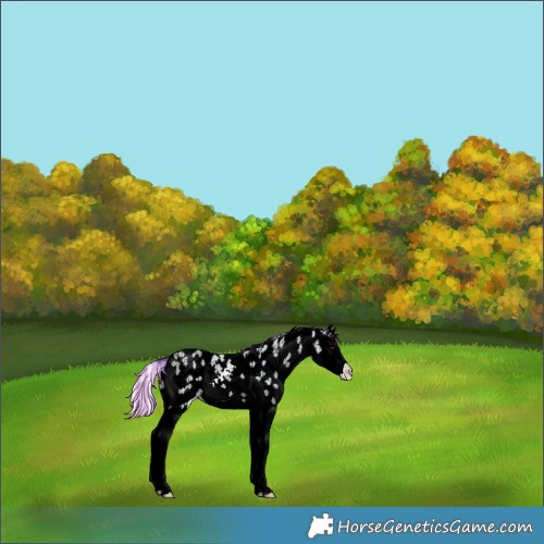 Horse Color:Painted White Spotted Silver Brown Ice Sabino Splash Rabicano 