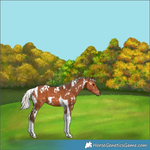Horse Color:White Spotted Silver Bay Tobiano 