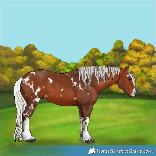Horse Color:White Spotted Silver Brown 