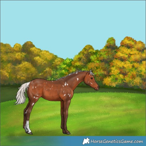Horse Color:White Spotted Silver Brown Sabino 