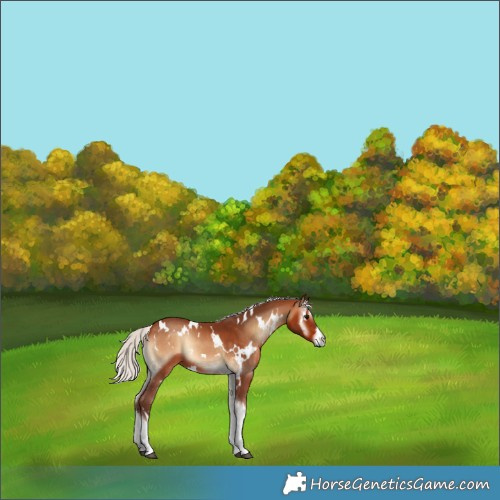 Horse Color:White Spotted Silver Bay Onyx 
