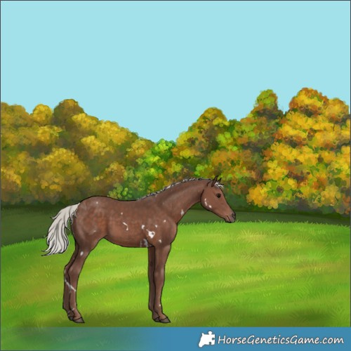 Horse Color:White Spotted Silver Black 