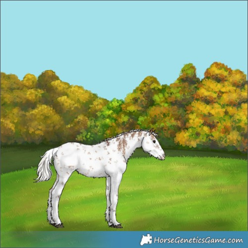 Horse Color:White Spotted Silver Brown Dun Sabino 