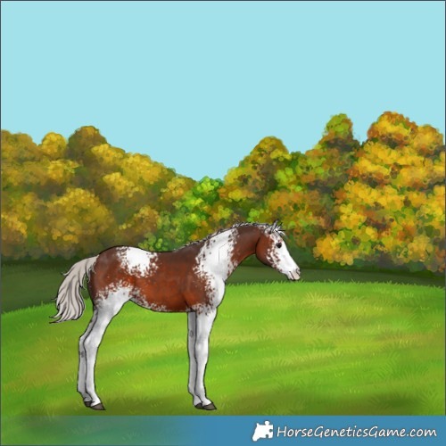 Horse Color:White Spotted Silver Brown 