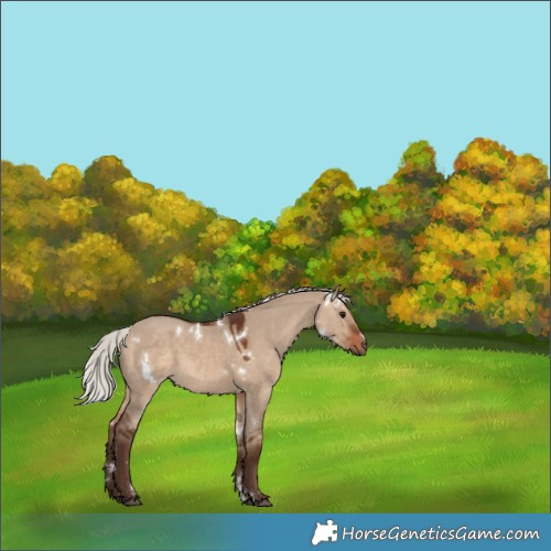 Horse Color:White Spotted Silver Bay Dun 