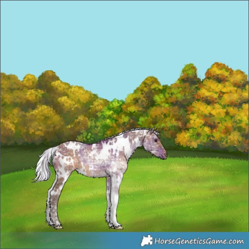 Horse Color:White Spotted Silver Brown Ice Dun 
