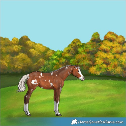 Horse Color:White Spotted Silver Brown Splash 