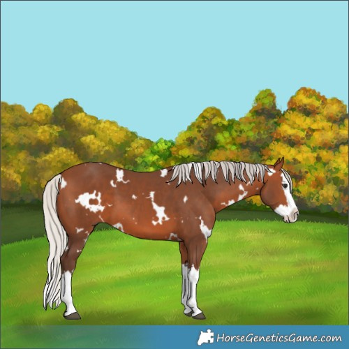 Horse Color:White Spotted Silver Brown Splash 