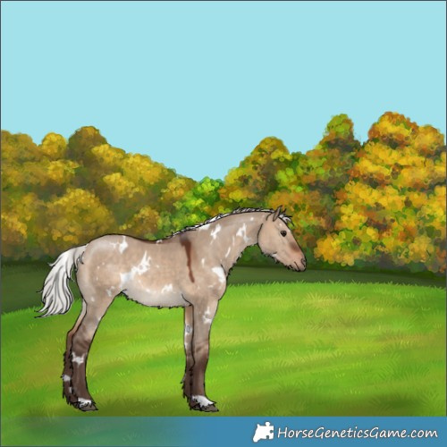 Horse Color:White Spotted Silver Brown Dun 