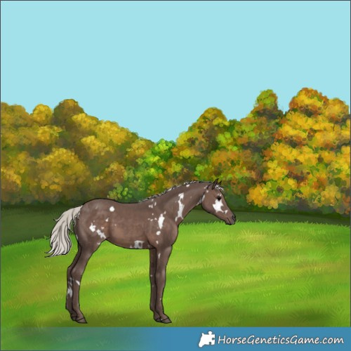 Horse Color:White Spotted Silver Black 