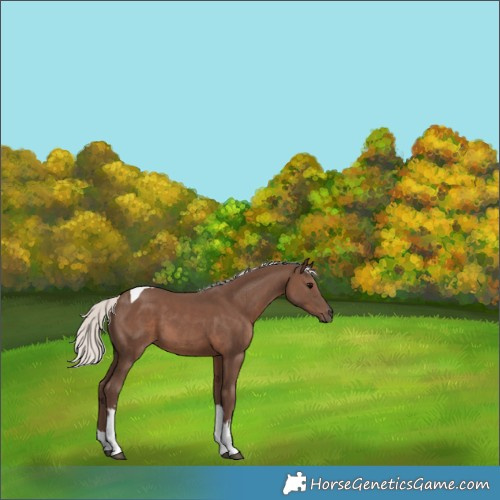 Horse Color:White Spotted Silver Black Tobiano 