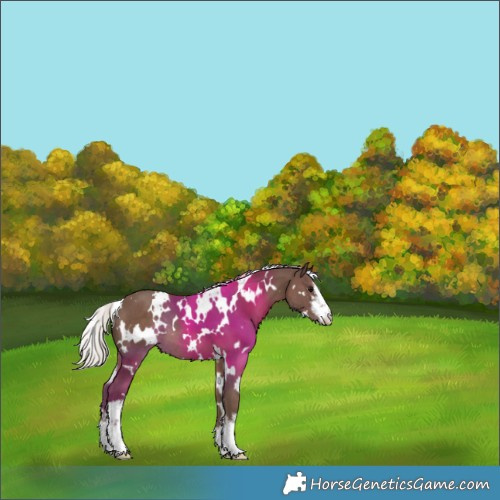 Horse Color:White Spotted Silver Black 