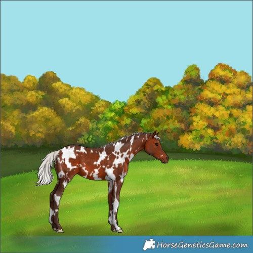 Horse Color:White Spotted Silver Brown 