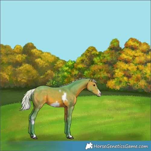 Horse Color:Watercolor White Spotted Silver Brown Frame 
