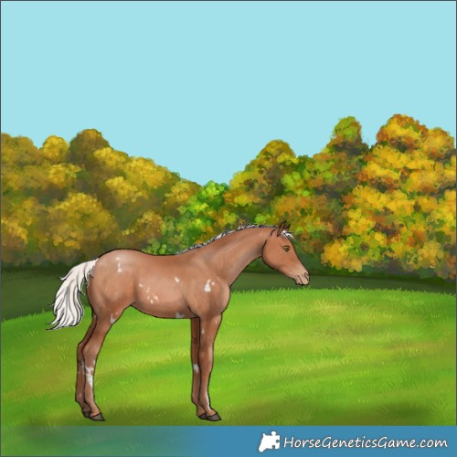 Horse Color:White Spotted Silver Brown Pearl 