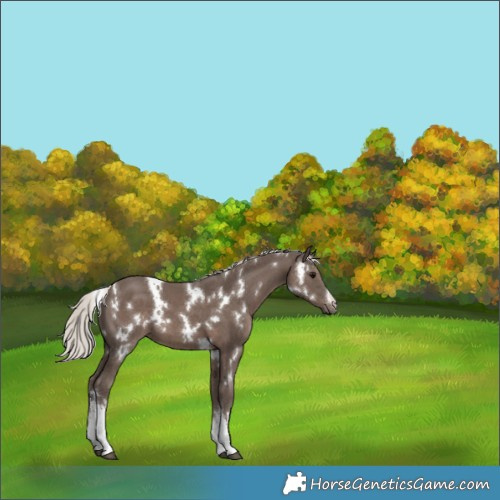 Horse Color:White Spotted Silver Black 