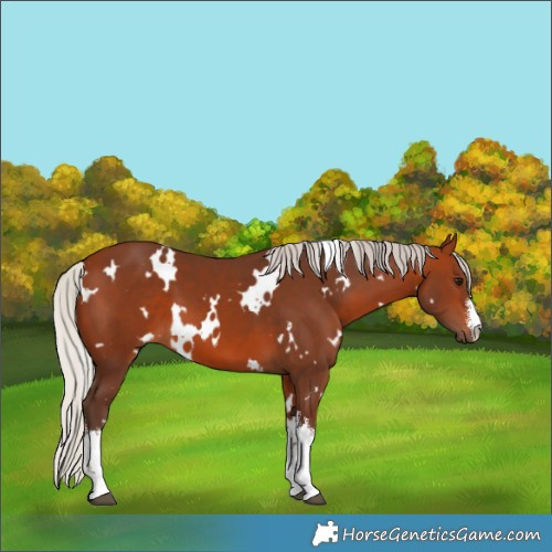 Horse Color:White Spotted Silver Brown 
