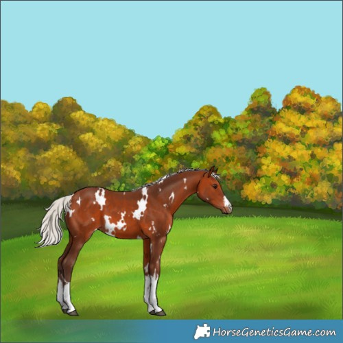 Horse Color:White Spotted Silver Brown 