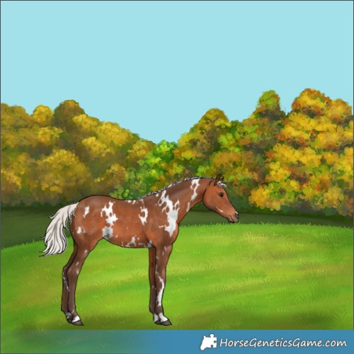 Horse Color:White Spotted Silver Brown 