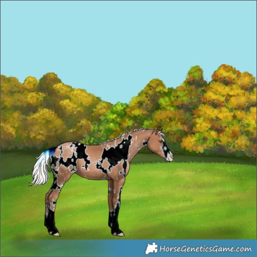 Horse Color:White Spotted Silver Black Pearl 