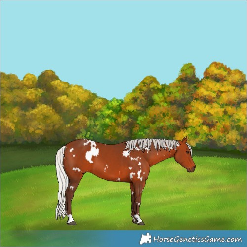 Horse Color:White Spotted Silver Bay 