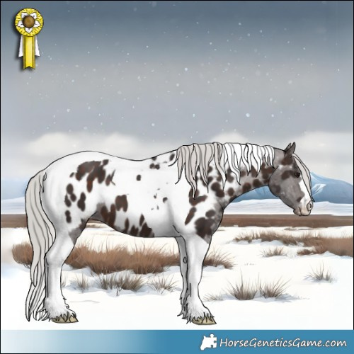 Horse Color:Silver Brown Tobiano Appaloosa 