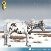 Horse Color:Silver Brown Tobiano Appaloosa 