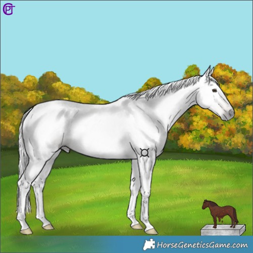 Horse Color:Gray Red Dun Tobiano 