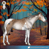 Horse Color:Gray Red Dun Tobiano 