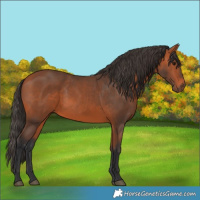 Horse Color:Bay 