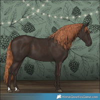 Horse Color:Liver Chestnut 